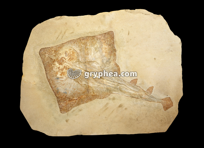 Raie fossile (Raja tricarinata) - gryphea.com